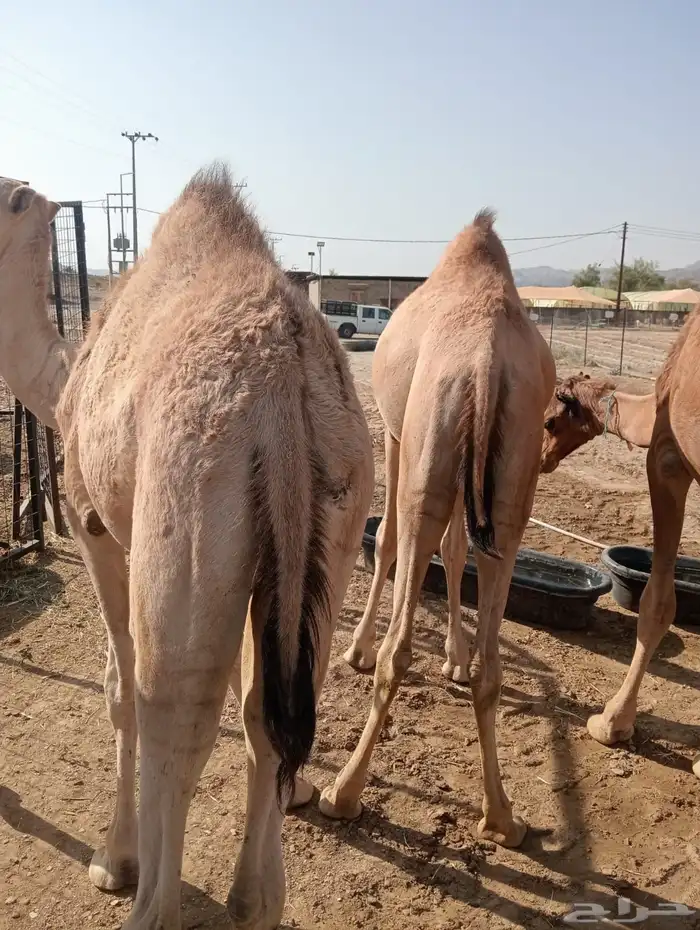 قعدان قوية.. أسعار مغرية.. جودة مضمونة 7