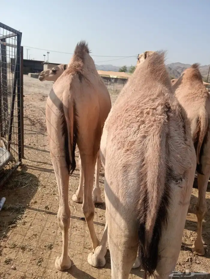 قعدان قوية.. أسعار مغرية.. جودة مضمونة 1