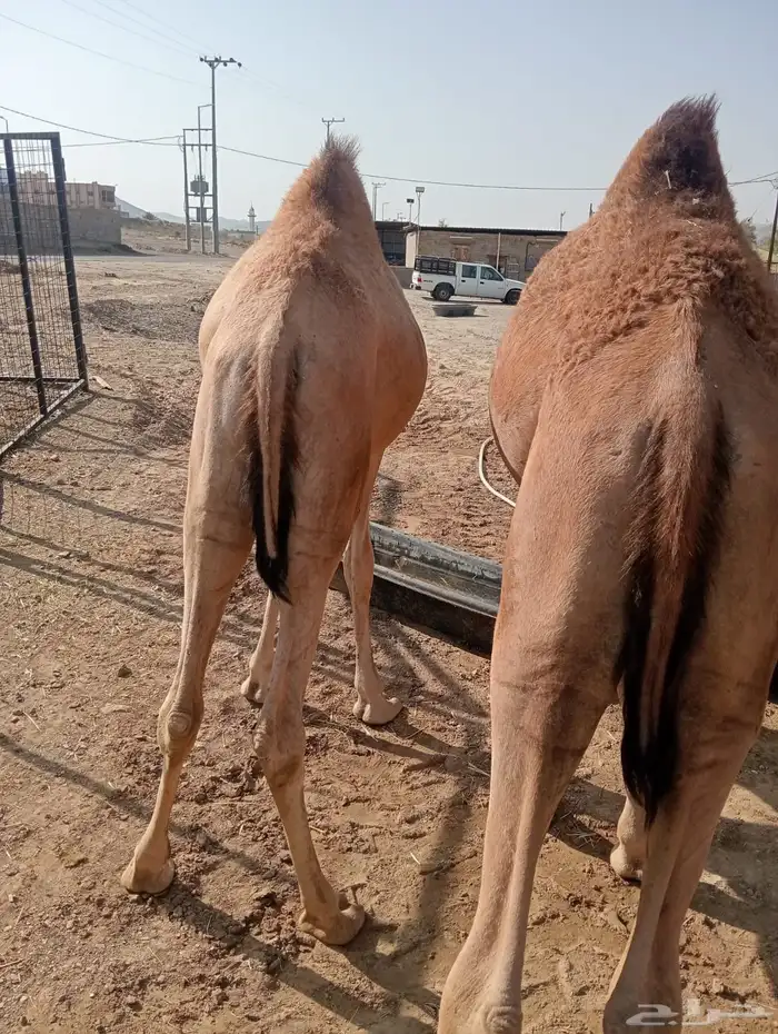 قعدان قوية.. أسعار مغرية.. جودة مضمونة 3