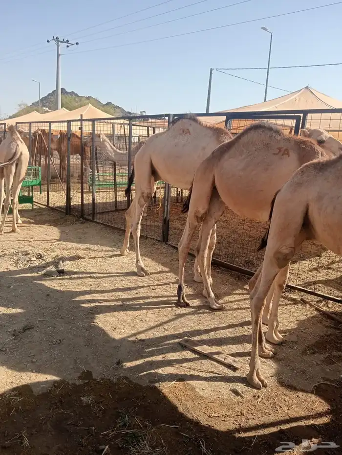 قعدان صوماليه مرباه وزن ممتاز للملاحم والمناسبات 2