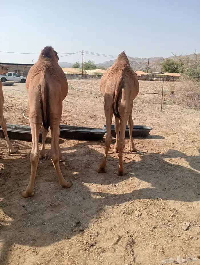 قعدان قوية.. أسعار مغرية.. جودة مضمونة 8