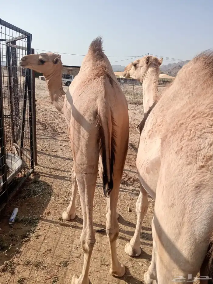 قعدان صوماليه مرباه وزن ممتاز للملاحم والمناسبات 4