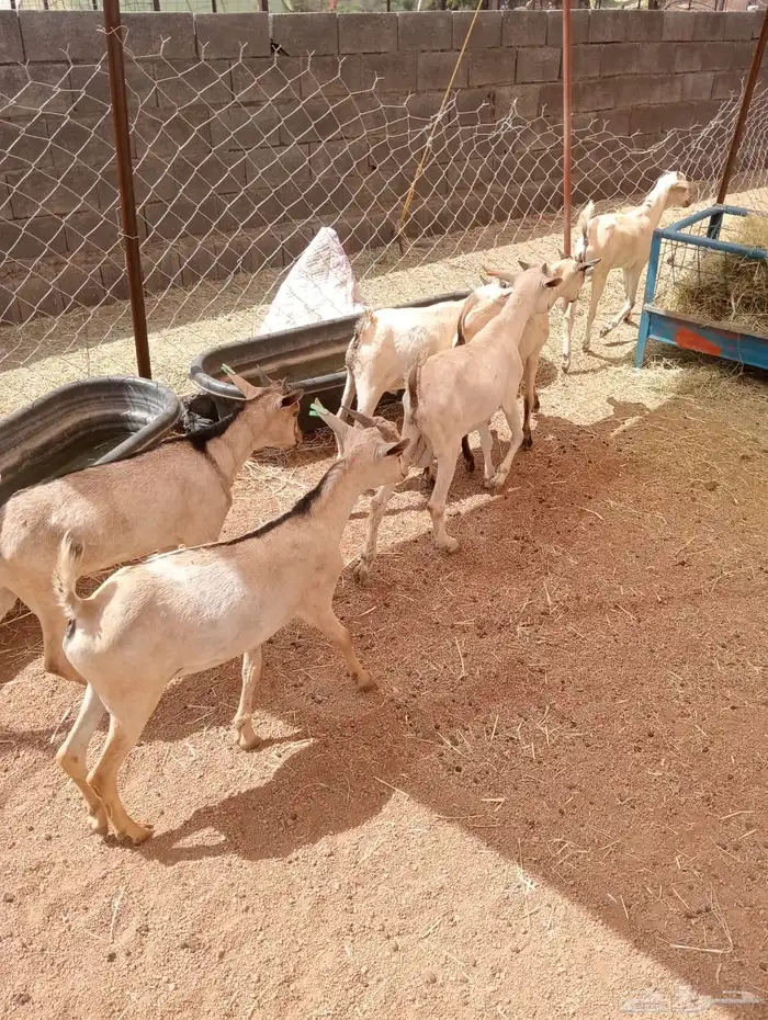 قعدان صوماليه مرباه وزن ممتاز للملاحم والمناسبات 8