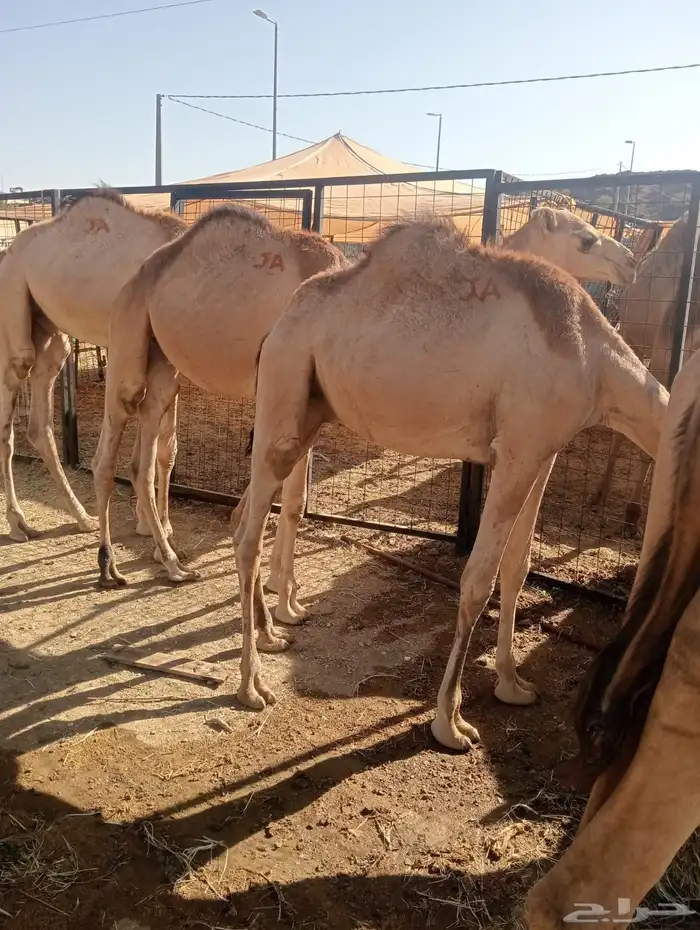 قعدان صوماليه مرباه وزن ممتاز للملاحم والمناسبات 0