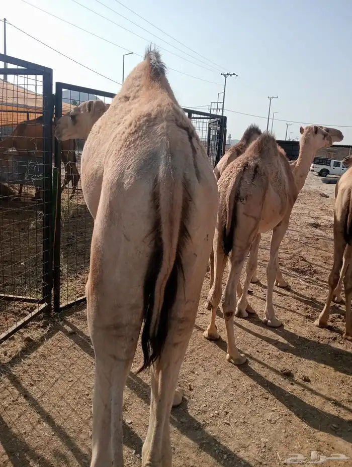 قعدان قوية.. أسعار مغرية.. جودة مضمونة 4