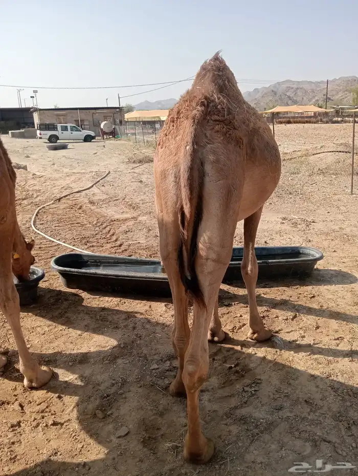 قعدان قوية.. أسعار مغرية.. جودة مضمونة 2