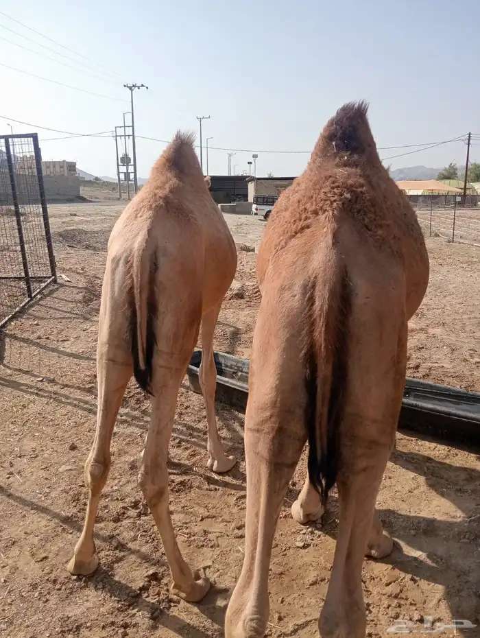 قعدان قوية.. أسعار مغرية.. جودة مضمونة 0