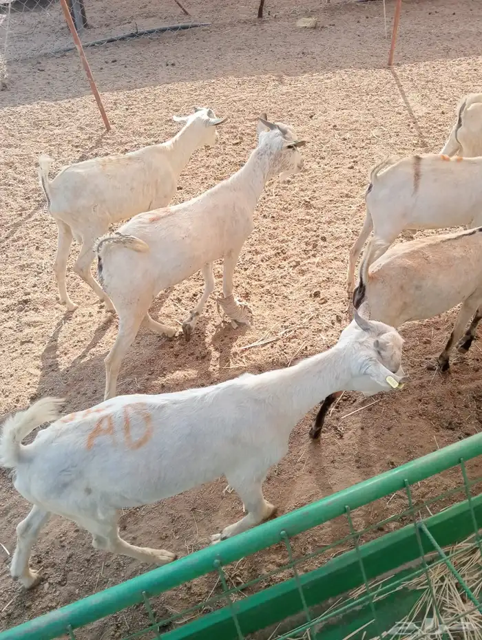 قعدان صوماليه مرباه وزن ممتاز للملاحم والمناسبات 10
