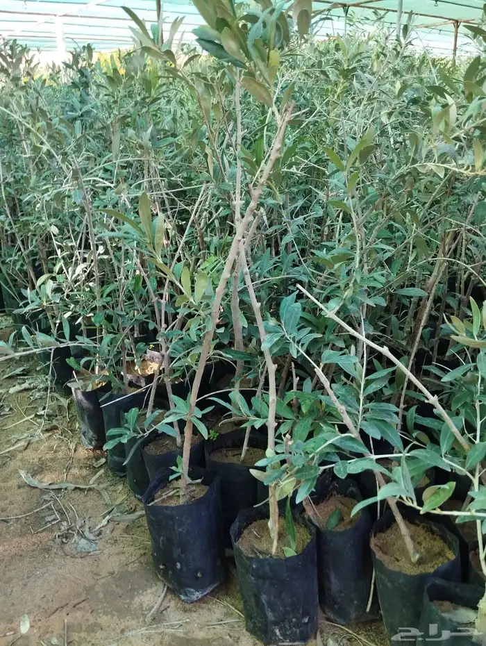 اشجار زيتون مثمرة متوفر جميع انواع والمقاسات 10