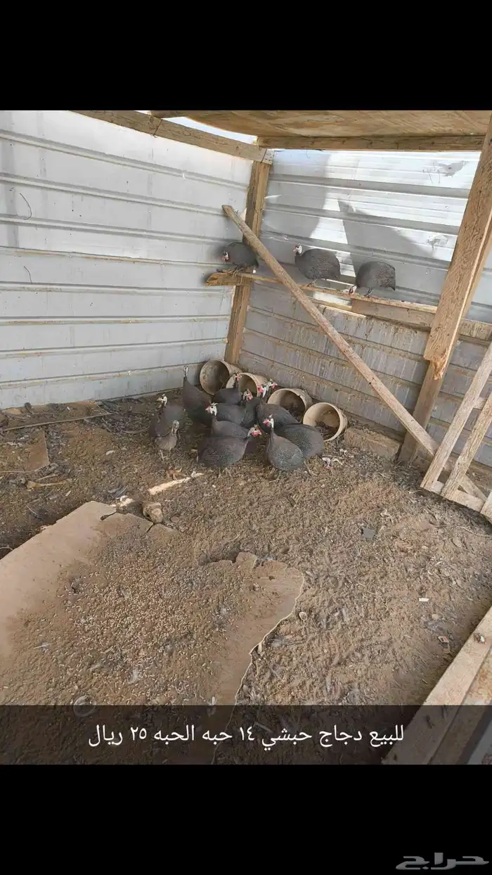 للبيع.دجاج لحم ومنتجه وحمام فرنسي ومشكل خارج الرياض 0
