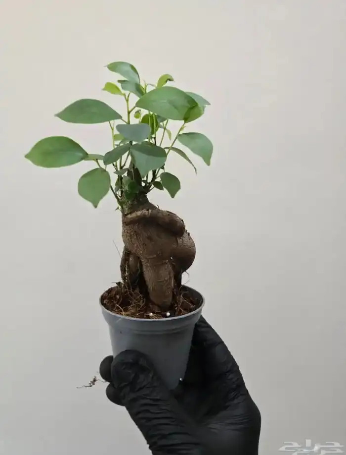 نباتات طبيعية تيراريوم 7