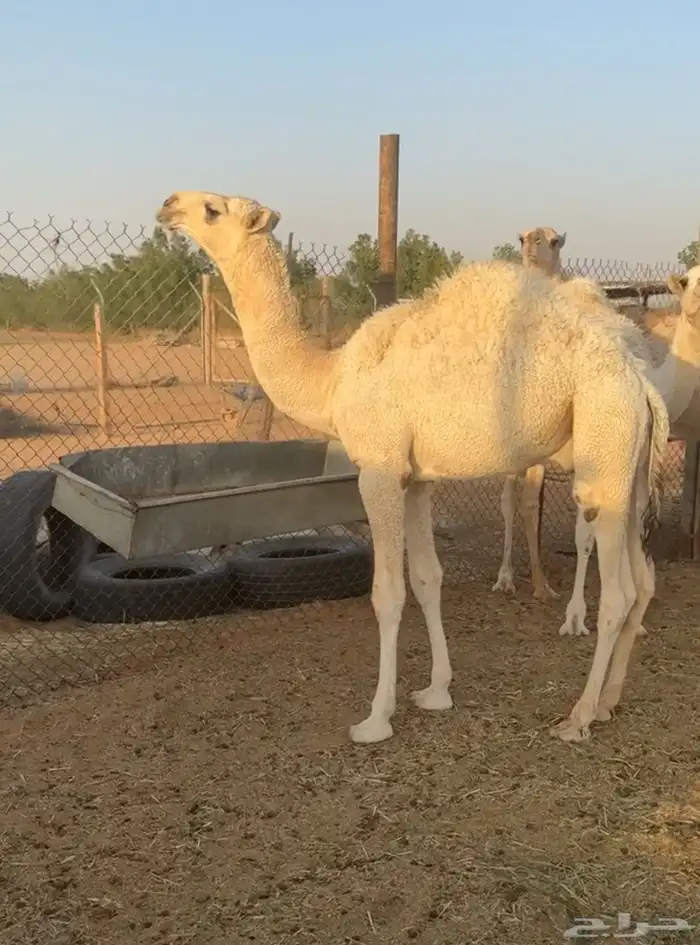 بعير فحل تمامي كفو 5