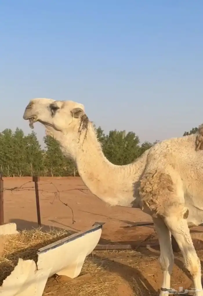 بعير فحل تمامي كفو 1