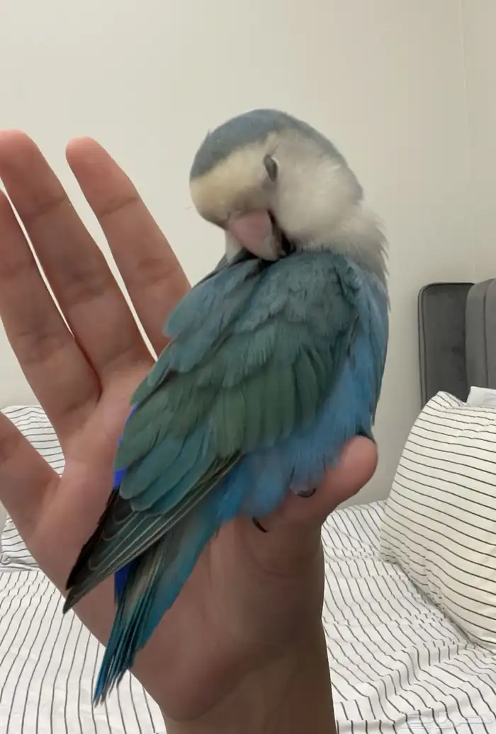 ببغاء روز أليف 1