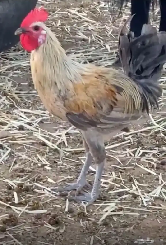 ديوك شرط 0
