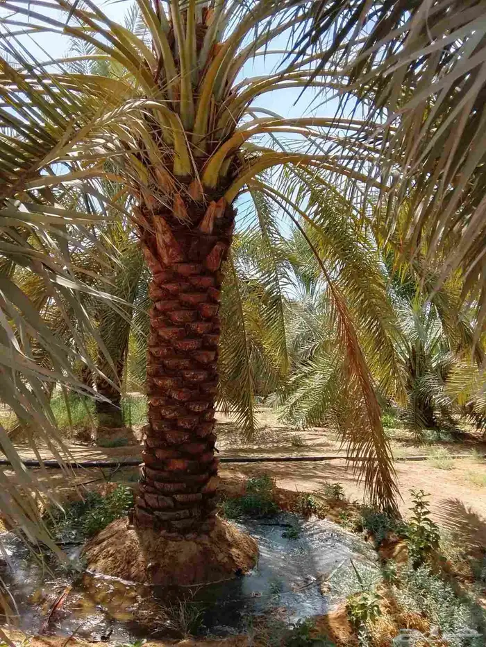 نخل عربي ممتاز درجه اولى 3