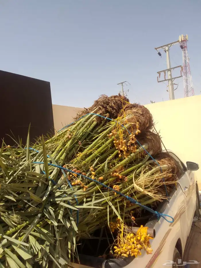 نخيل عربي للبيع متواجدين في الخرمه تربه الطائف 0