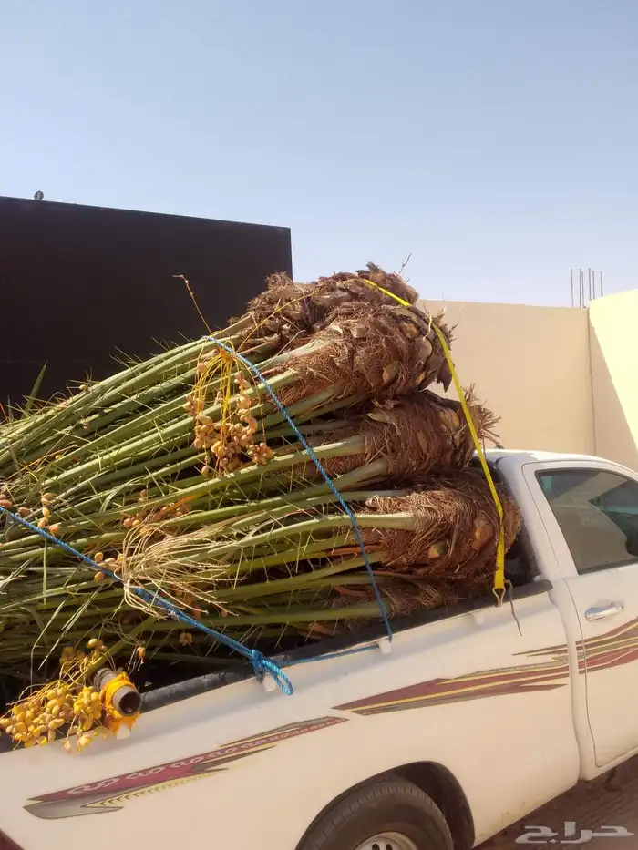 نخيل عربي للبيع متواجدين في الخرمه تربه الطائف 3