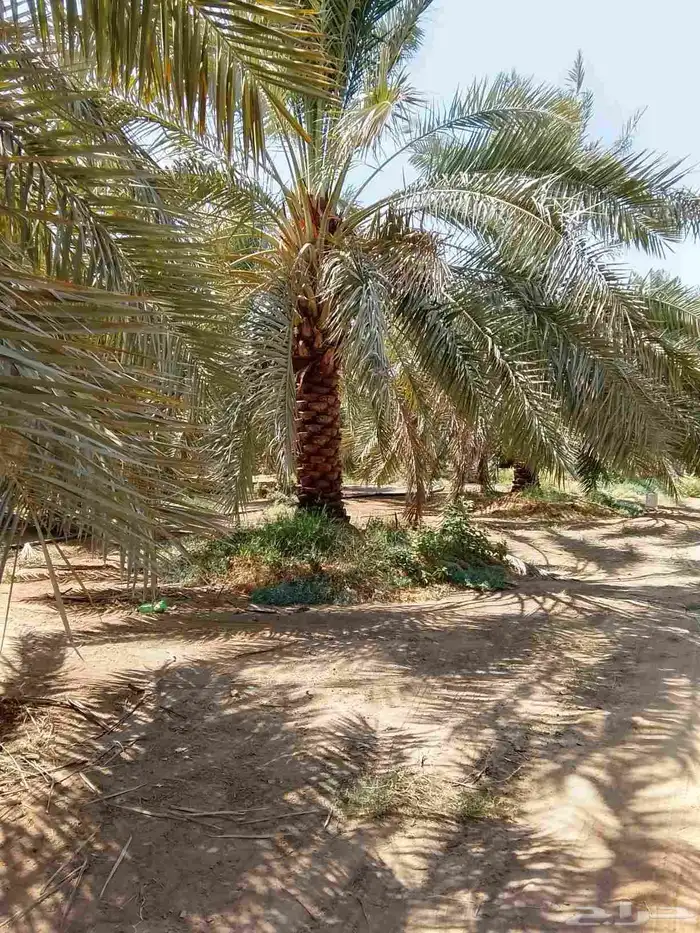 نخل عربي ممتاز درجه اولى 4