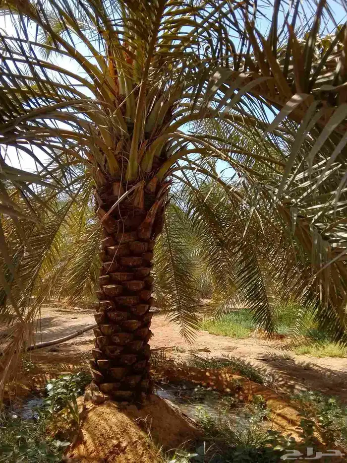 نخل عربي ممتاز درجه اولى 2