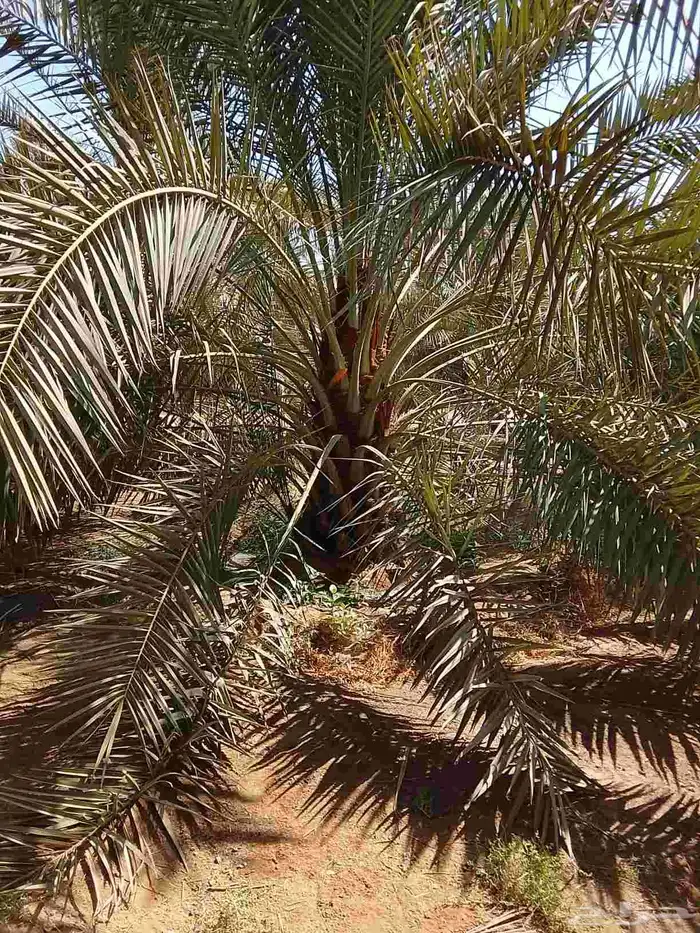 نخل عربي ممتاز درجه اولى 1