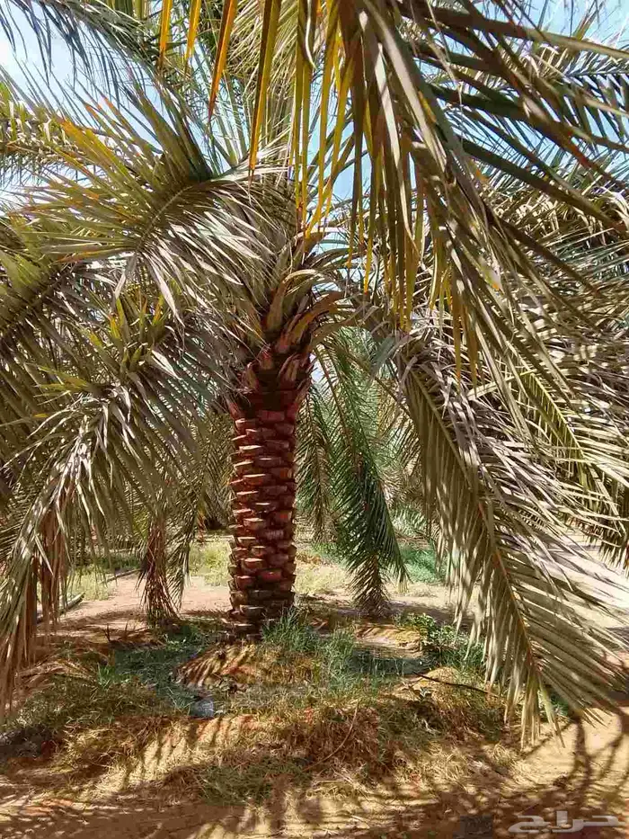 نخل عربي ممتاز درجه اولى 0