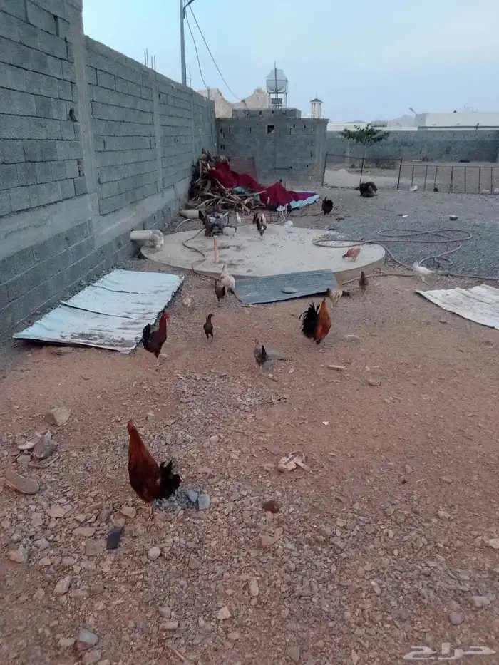 دجاج بلدي كفو يبيض ويرجنوا ومضمون 6