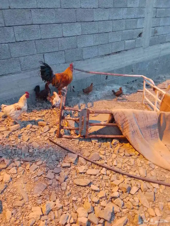 دجاج بلدي كفو يبيض ويرجنوا ومضمون 1