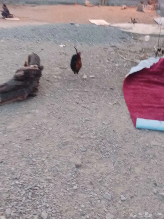 دجاج بلدي كفو يبيض ويرجنوا ومضمون 4