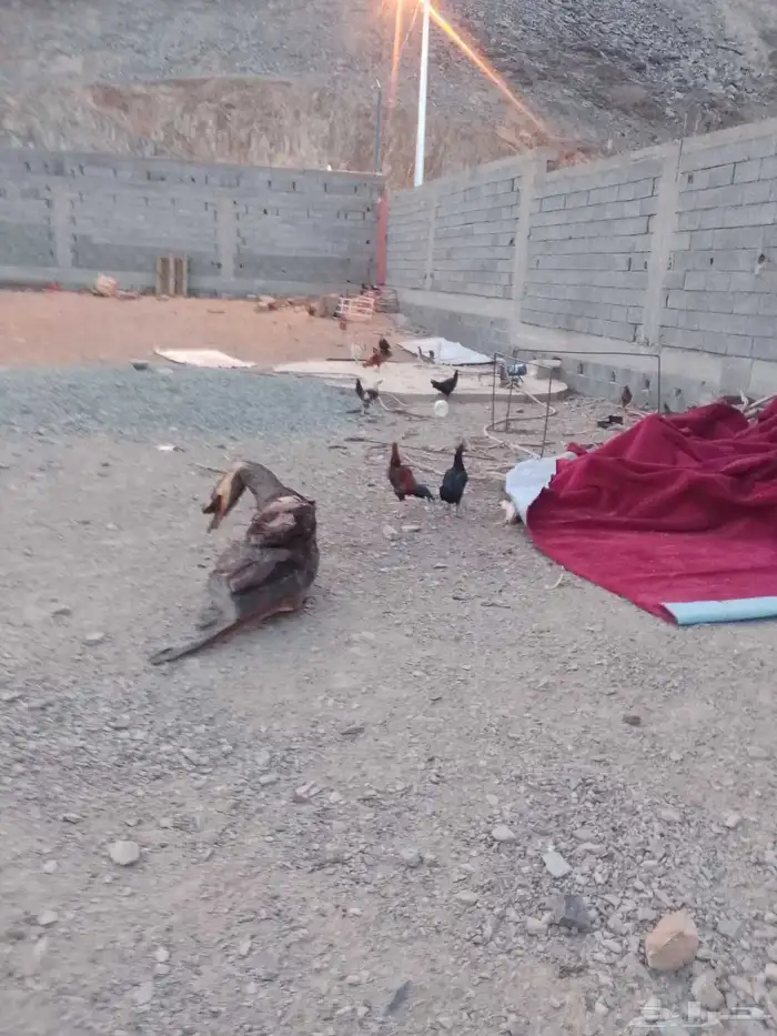 دجاج بلدي كفو يبيض ويرجنوا ومضمون 7