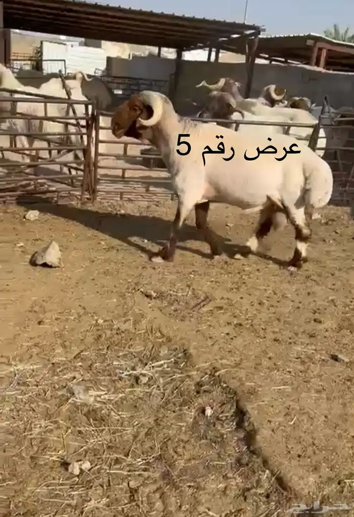 فحل نعيم مشروطه للبيع 9