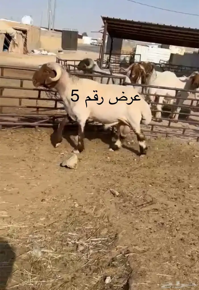 فحل نعيم مشروطه للبيع 8