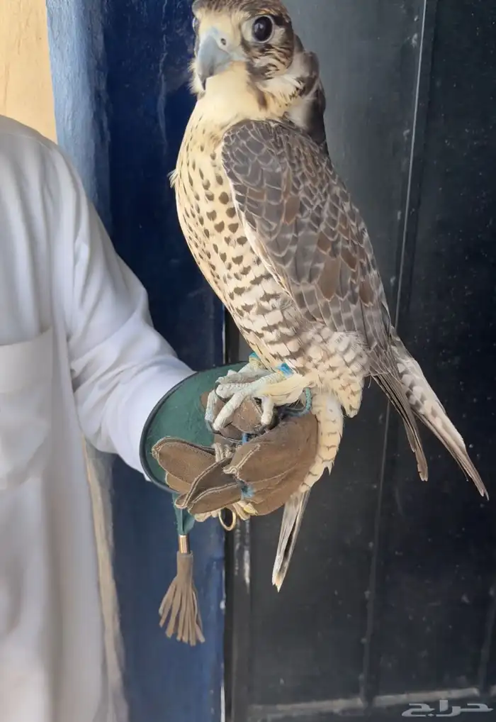 جير شاهين للبيع 0