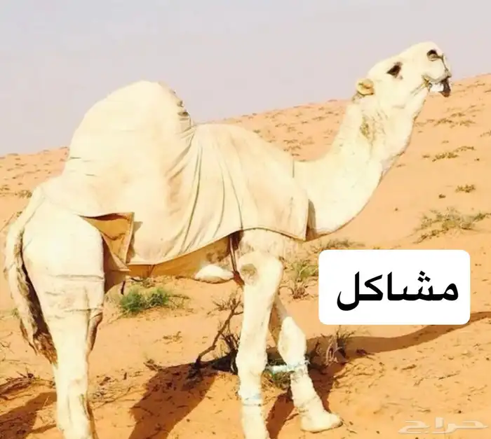 قعود لقي ولد مشاكل ابو عجاريد على التحليل 2