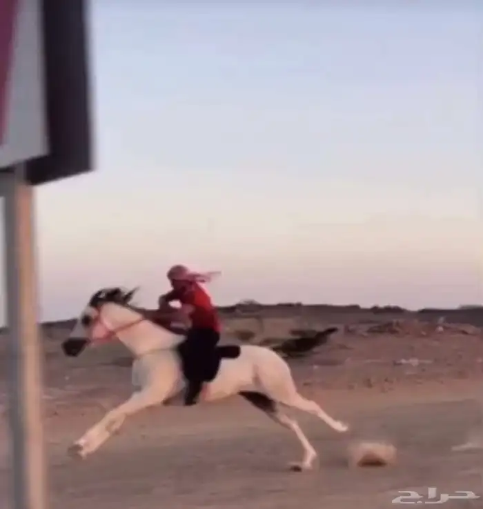 حصان كفو ومشروط 2