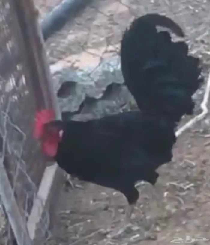 دجاج مهجن 1