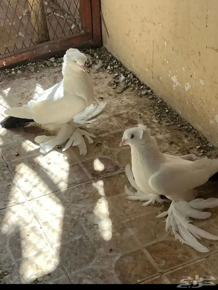 جوز روسي قوقازي 4