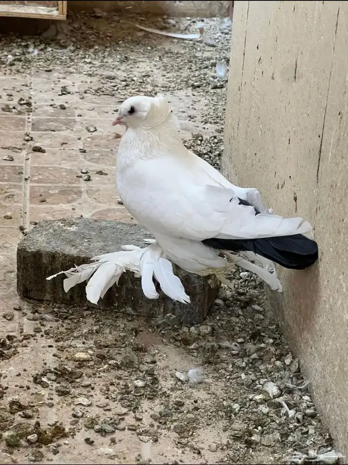 جوز روسي قوقازي 3