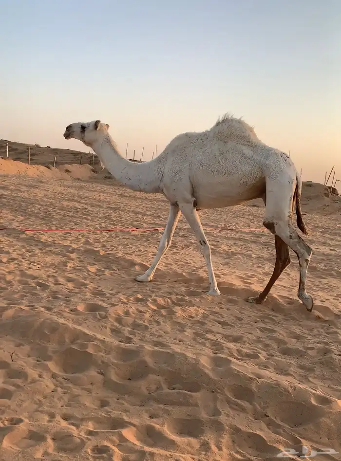 ناقه عشرا نظيف للبيع 0