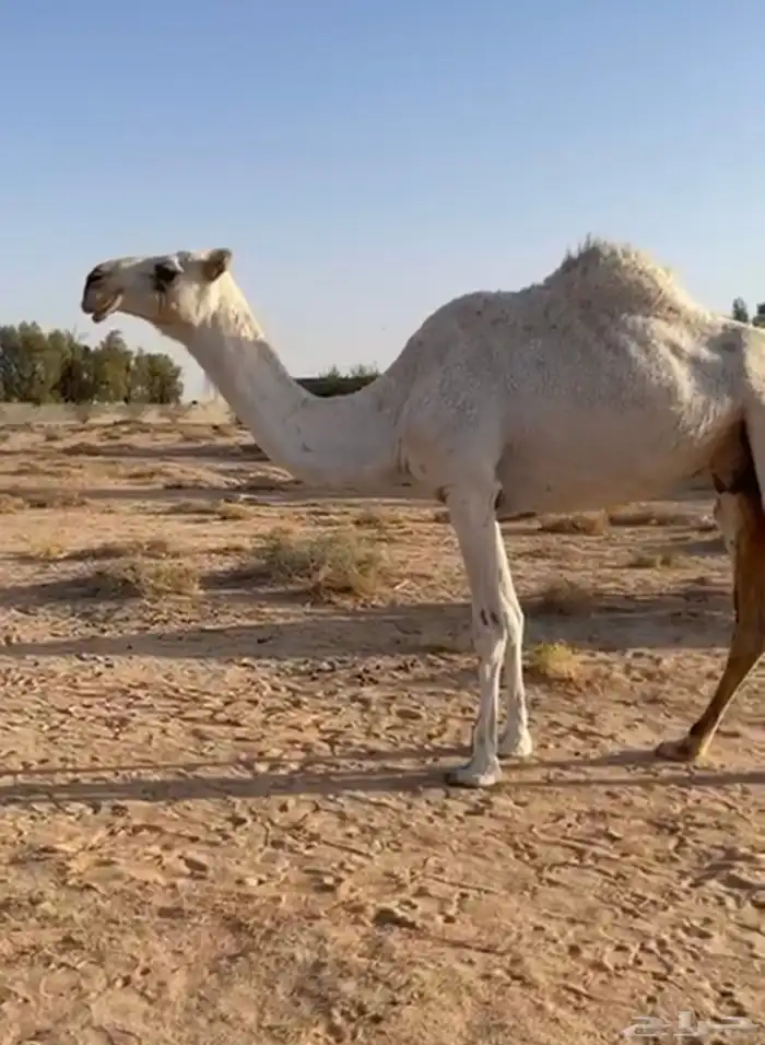 ناقه عشرا نظيف للبيع 1