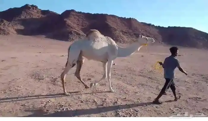 ناقه سودانيه تلقح يثنوها على ضراب من ولد سياف القوداى 0