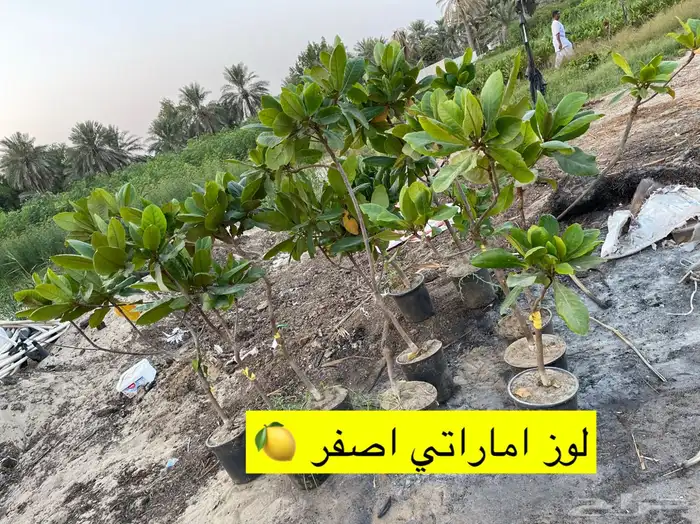 اشجار زينة ومثمرة للبيع 14