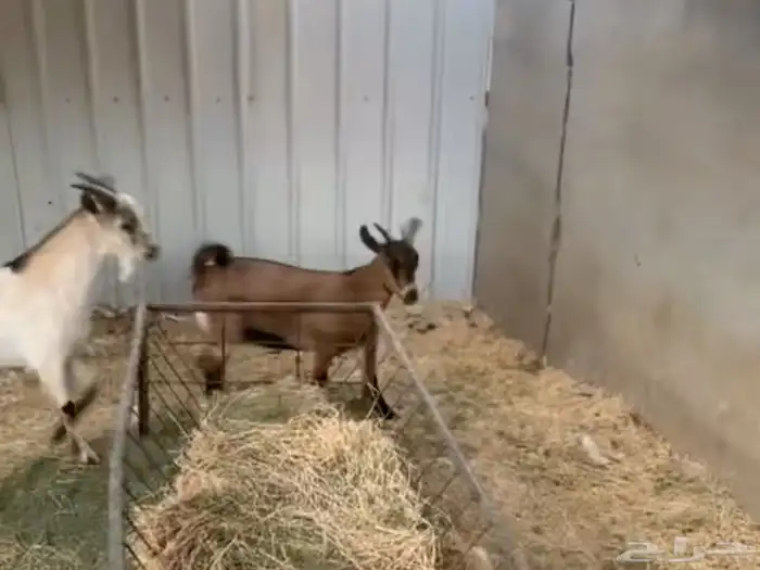 للبيع جفره وتيس قزمي اصل 2