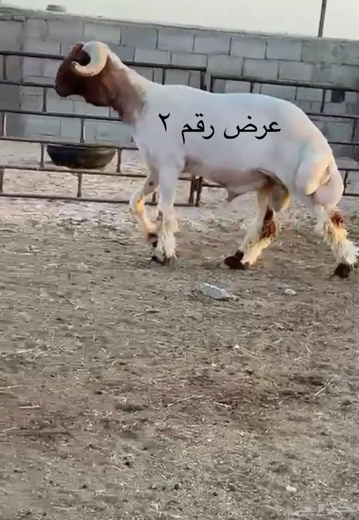 فحل نعيم مشروطه للبيع 2