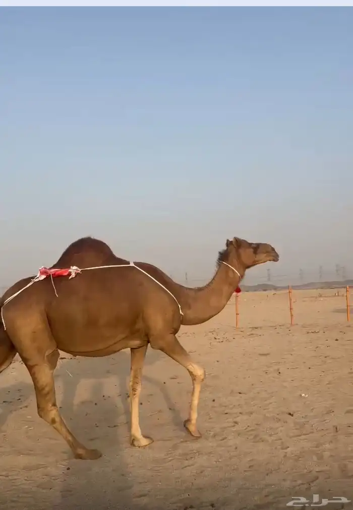 خلفه حمراء ساحليه معها بكره 0