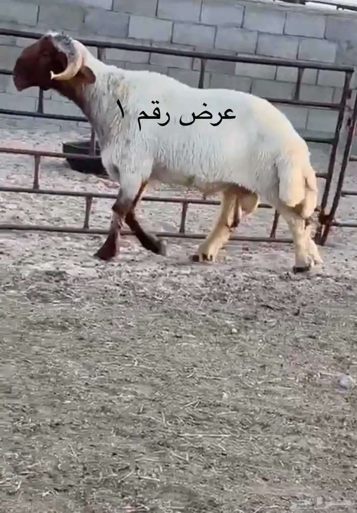 فحل نعيم مشروطه للبيع 0