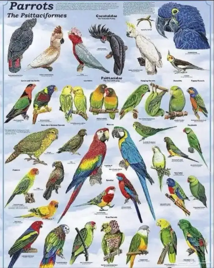 تبني الطيور 0