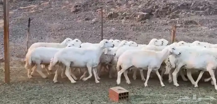 حريات مراح 3