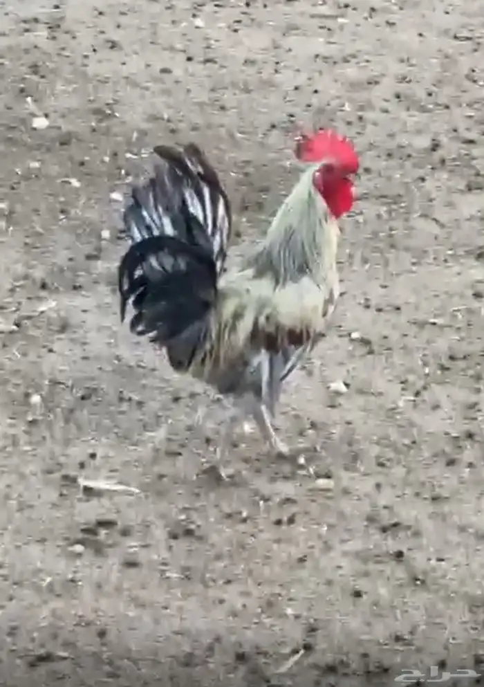 ديوك شرط 1