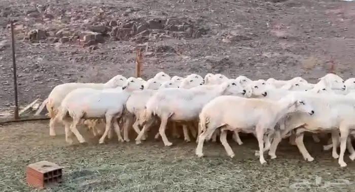 حريات مراح 2
